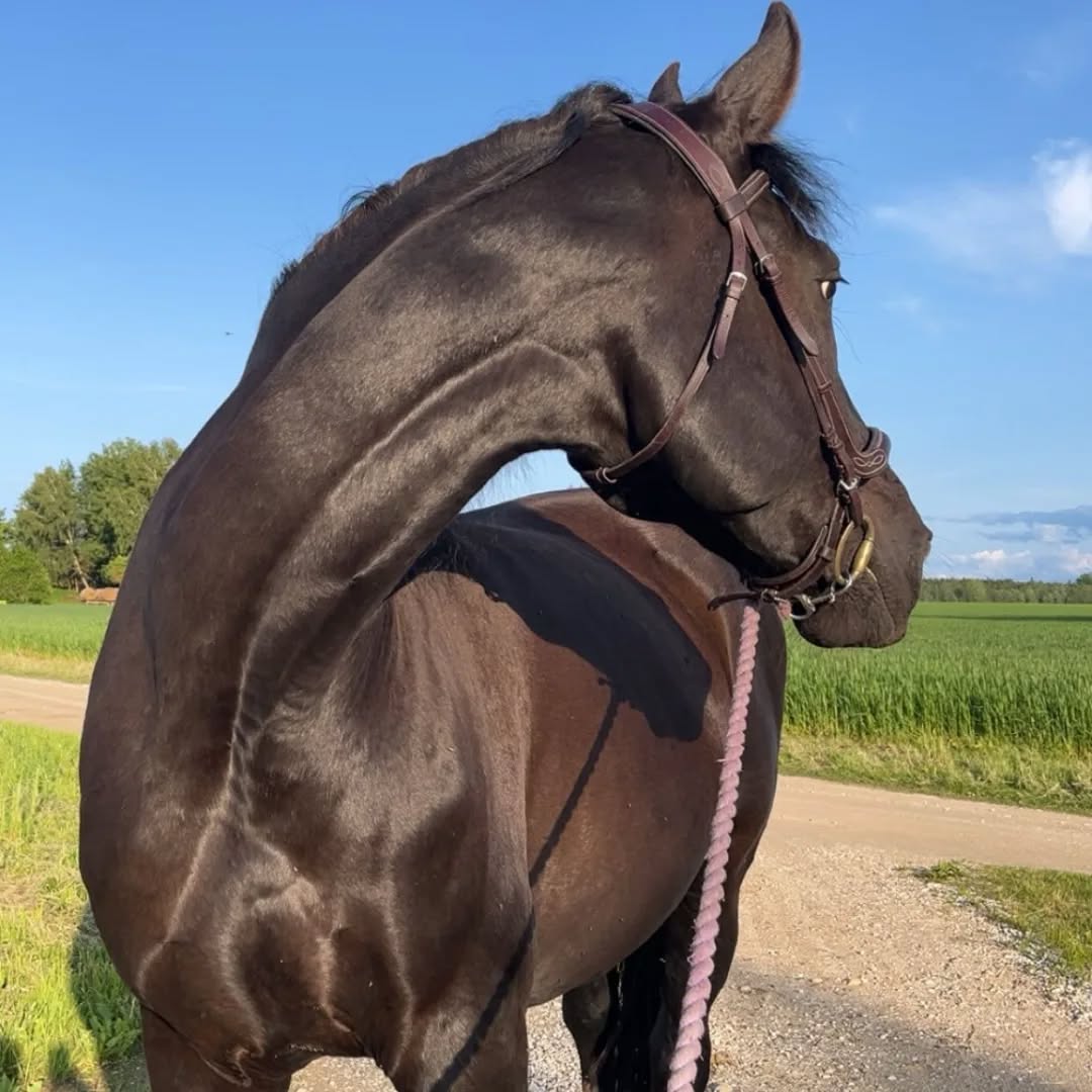 504613071 17870551176382403 4527943526026040416 n.webp